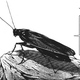 Image for article titled Cockroaches From Mars are Out to Kill You